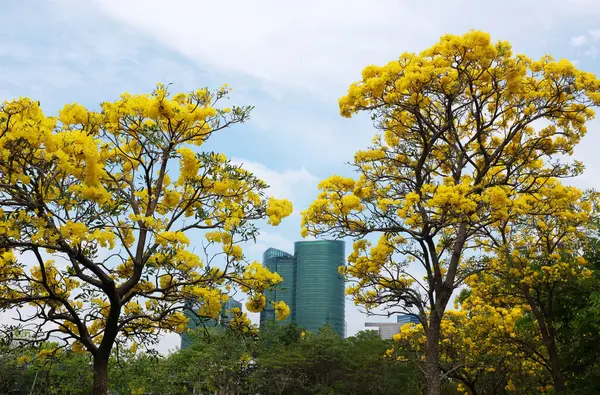 Güzel sarı çiçek altın trompet ağacı, Paraguay gümüşi trompet, Cortez Blanco ağacı, Tabebuia chrysantha, Altın ağaç, Primavera, Altın çan Güldendron Donnell parkta çiçek açıyor