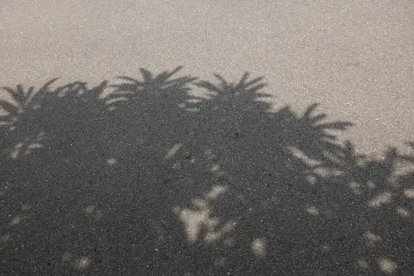 Kapatın ve üst çerçeve fotoğraf güzel güneşli öğleden sonra, güneş ışığı ağaç yaprakları arasında filtreler, asfalt yol dallarında sallanan gölgeler.