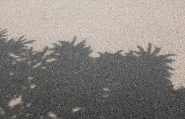 Kapatın ve üst çerçeve fotoğraf güzel güneşli öğleden sonra, güneş ışığı ağaç yaprakları arasında filtreler, asfalt yol dallarında sallanan gölgeler.