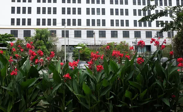 Canna 'nın yakın plan görüntüsü, Avustralya ok kökü, yenilebilir kanat, Hint çekimi (Canna indica L), Tayland' daki halk parkında açan kırmızı çiçek.