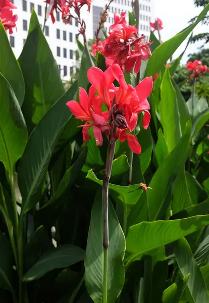 Canna 'nın yakın plan görüntüsü, Avustralya ok kökü, yenilebilir kanat, Hint çekimi (Canna indica L), Tayland' daki halk parkında açan kırmızı çiçek.