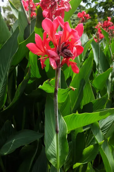 Canna 'nın yakın plan görüntüsü, Avustralya ok kökü, yenilebilir kanat, Hint çekimi (Canna indica L), Tayland' daki halk parkında açan kırmızı çiçek.