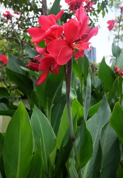 Canna 'nın yakın plan görüntüsü, Avustralya ok kökü, yenilebilir kanat, Hint çekimi (Canna indica L), Tayland' daki halk parkında açan kırmızı çiçek.