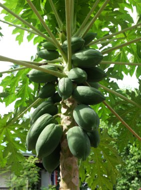 Arka bahçedeki bir ağaçtaki büyük bir grup organik yeşil papaya manzarası..