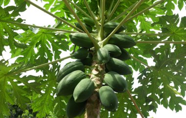 Arka bahçedeki bir ağaçtaki büyük bir grup organik yeşil papaya manzarası..