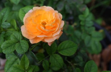 Tek çiçekli, canlı bir şeftali ya da portakal gülü. Bu gül arzunun ve tutkunun enerjisini simgeliyor.