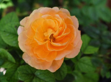 Tek çiçekli, canlı bir şeftali ya da portakal gülü. Bu gül arzunun ve tutkunun enerjisini simgeliyor.