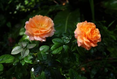 Tek çiçekli, canlı bir şeftali ya da portakal gülü. Bu gül arzunun ve tutkunun enerjisini simgeliyor.
