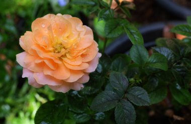 Tek çiçekli, canlı bir şeftali ya da portakal gülü. Bu gül arzunun ve tutkunun enerjisini simgeliyor.