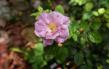 Tek çiçekli, canlı pembe bir mor gül. Bu gül arzu ve tutkunun enerjisini simgeliyor.