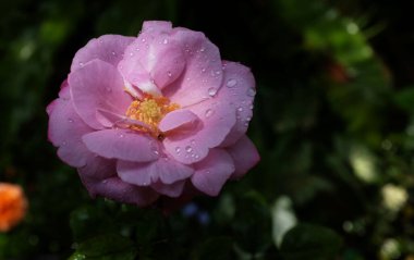 Tek çiçekli, canlı pembe bir mor gül. Bu gül arzu ve tutkunun enerjisini simgeliyor.
