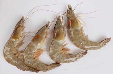 Taze çiğ karides, karides, pasifik beyazı karides (litopenaeus vannamei )