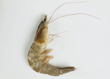 Taze çiğ karides, karides, pasifik beyazı karides (litopenaeus vannamei )