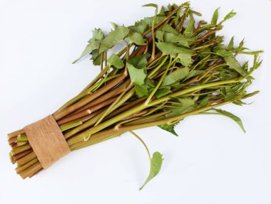 Bir paket taze çiğ su ıspanağı, Çin su ıspanağı, Water Morning Glory, (Ipomoea aquatica) beyaz bir arkaplanda izole edilir. Taze yapraklı yeşil sebze. Asya malzemesi. Sağlıklı vejetaryen yemekleri