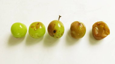 Bir yeşil parlak muscat (vitis vinifera) üzümü, çürümüş, çürümüş, beyaz arka planda izole edilmiş küfle çürümüş bir üzümdür. Doğal yaşam döngüsü, ekosistem sürdürülebilirliği, organik bozulma