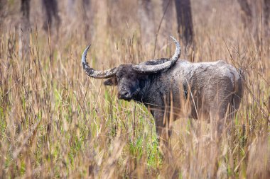 Hindistan 'da sazlıklarda yürüyen Asya ya da Hindistan su bufaloları.