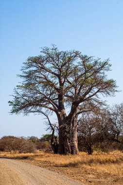 Güney Afrika 'daki Kruger Park' ında güneşte Baobab ağacı