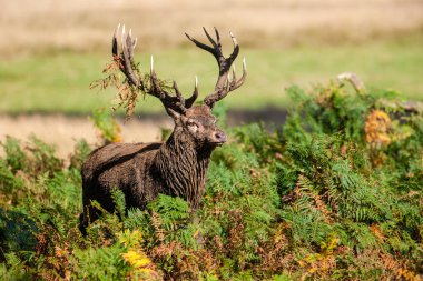 Red Deer stag in a wooded bracken area during the annual rut in the London, UK