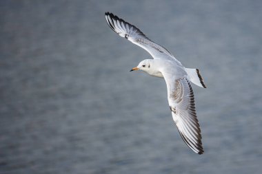 Black Headed Gull flying across a pond in London, UK