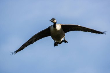 Canada Goose  landing on a pond in London