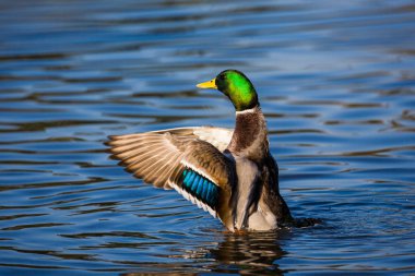 Male mallard duck flapping its wings in the early morning light, UK