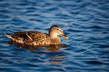 İngiltere 'de bir gölette yüzen dişi Mallard ördeği.