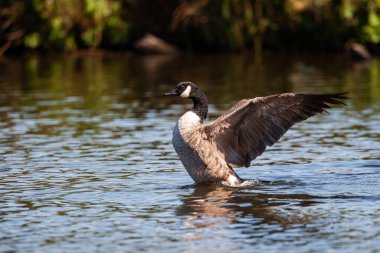 Canada Goose flapping its wings after landing on a pond in London, UK
