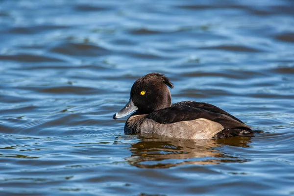 Tufted Duck Swimming Pond Early Morning — Stockfoto