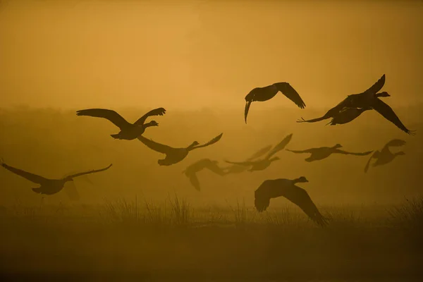 Silhouette Flock Canada Geese Lying London — Φωτογραφία Αρχείου