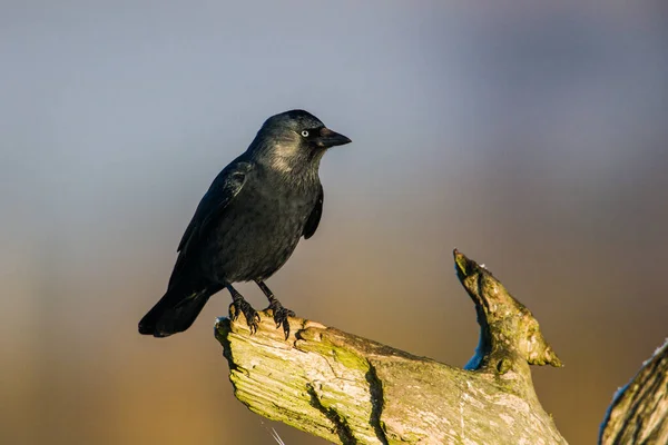 Jackdaw Sits Branch Early Morning London — 스톡 사진