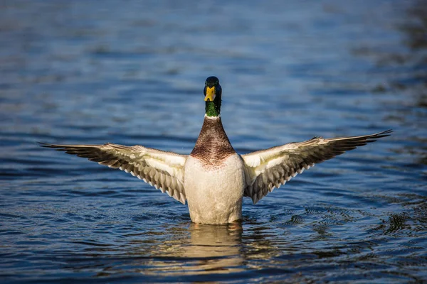 Mallard Duck Flapping Take Fly Away London — Foto de Stock