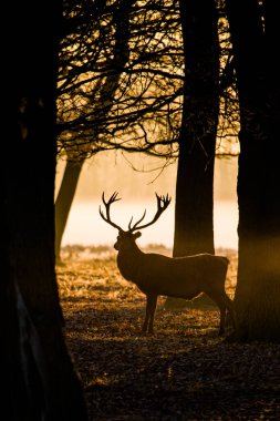 Red Deer stag in silhouette, during the deer rut in London, UK clipart