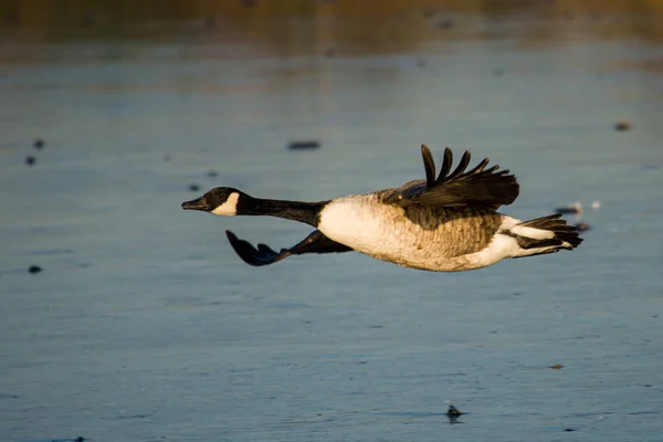 Canada geese flying across a pond in London, UK