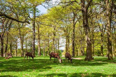 Richmond Park, Londra, İngiltere 'de yeşil çimlerde otlayan kırmızı geyik.