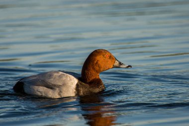Pochard Londra, İngiltere 'de bir gölette yüzüyor.