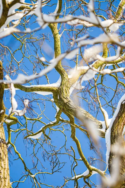 Schneebedeckter Baum Surrey Nach Schneesturm Großbritannien — Stockfoto