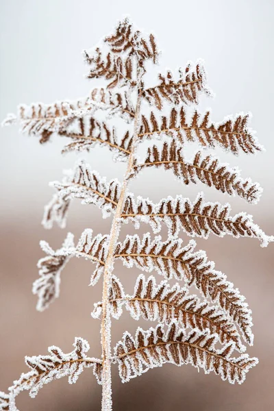 Close-up of hoare frost on leaves in winter in England, UK