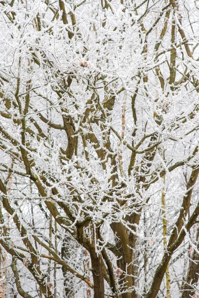 Raureif Bedeckt Bäume Einem Wald Surrey Großbritannien — Stockfoto