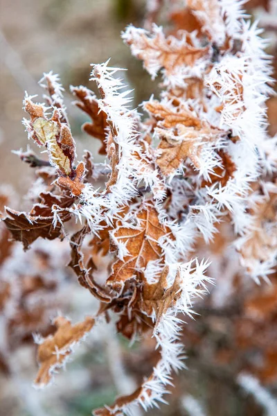 Nahaufnahme Von Raureif Auf Abgestorbenen Blättern Winter England Großbritannien — Stockfoto