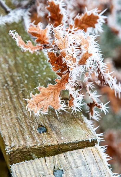 Nahaufnahme Von Raureif Auf Blättern Winter England Großbritannien — Stockfoto