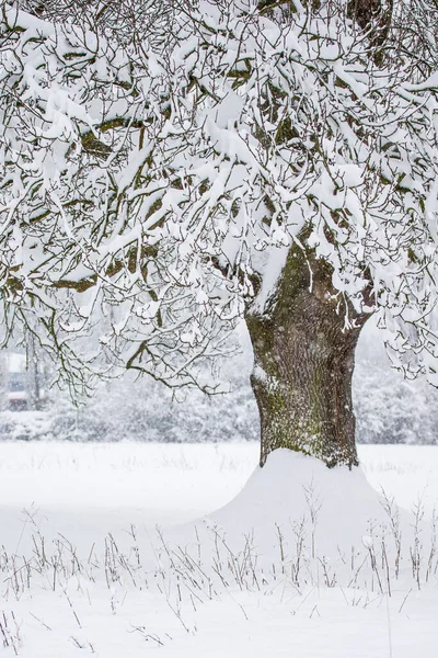 Bäume Auf Einer Schneebedeckten Wiese Kurz Nach Einem Schneesturm Surrey — Stockfoto