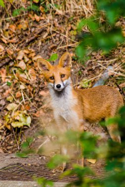Genç Tilki Yavrusu merakı İngiltere 'nin Surrey şehrinde daha çok işe yarıyor.