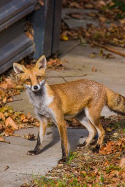 Genç Tilki Yavrusu merakı İngiltere 'nin Surrey şehrinde daha çok işe yarıyor.