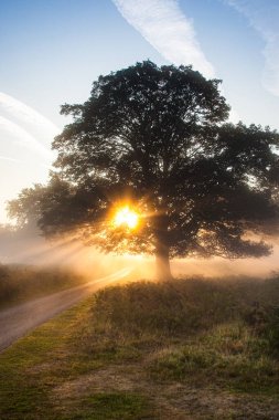 İngiltere, Londra 'daki Bushy Park' ta bir meşe ağacının içinden parlayan güneş.