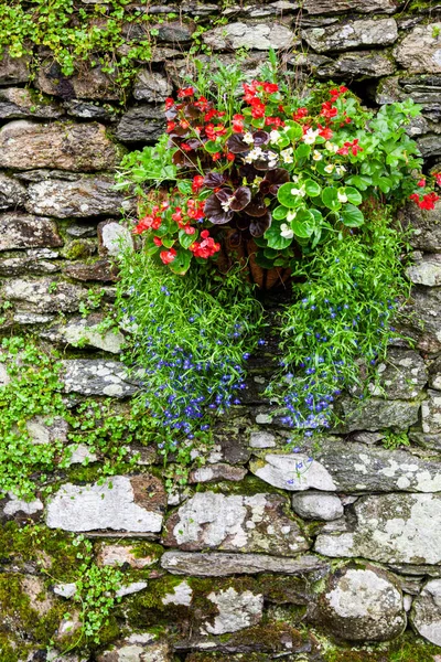 stock image Plant growing out of Countryside drystone wall