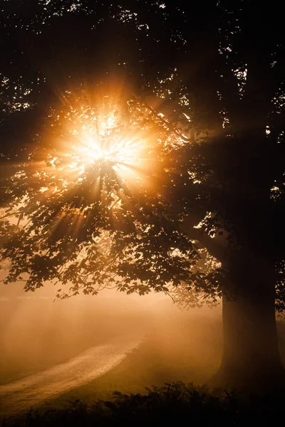 Soleil Brille Travers Chêne Bushy Park Londres Royaume Uni — Photo