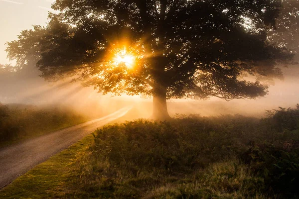 Słońce Świecące Przez Dąb Bushy Park Londynie Wielka Brytania — Zdjęcie stockowe