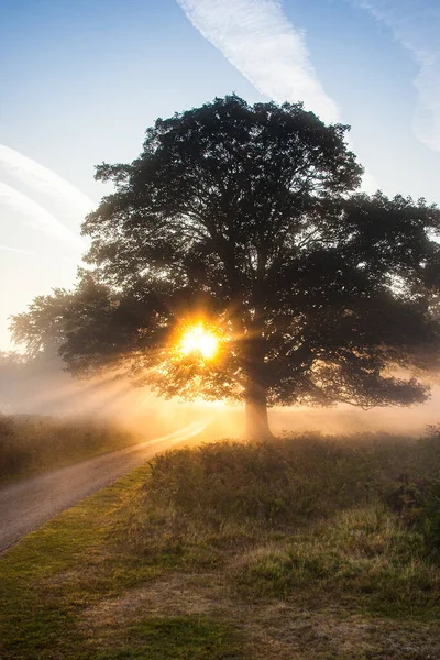 Słońce Świecące Przez Dąb Bushy Park Londynie Wielka Brytania — Zdjęcie stockowe