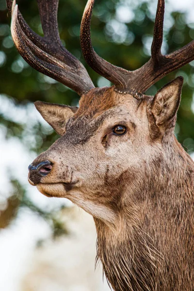 stock image Red Deer covered in mud during the deer rut in London, UK