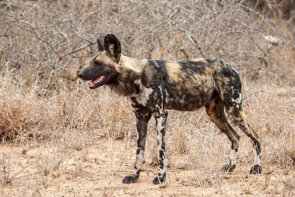 Anjing Liar Afrika Mulai Bergerak Dari Tidur Taman Kruger Afrika — Stok Foto